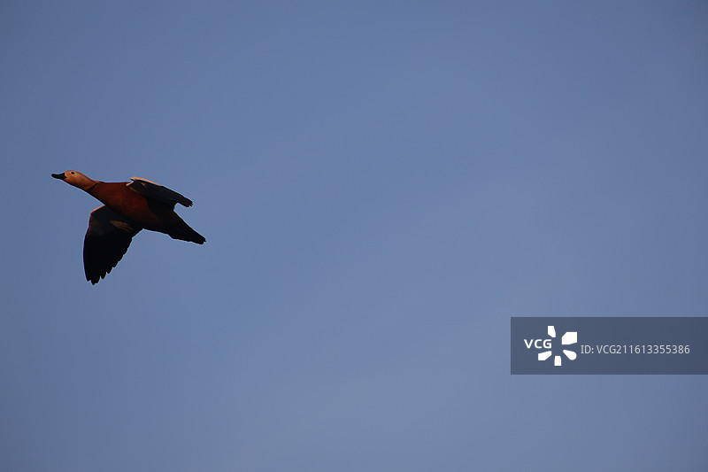 野鸭子，长白岛，吉林市，迁徙，飞翔，冬季，图片素材