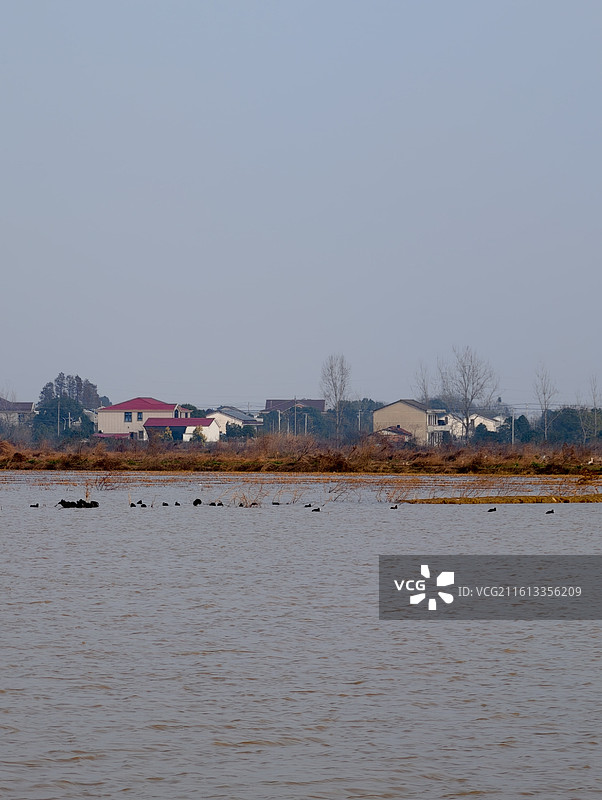 湖南岳阳·汨罗·洞庭湖·东古湖·观鸟图片素材