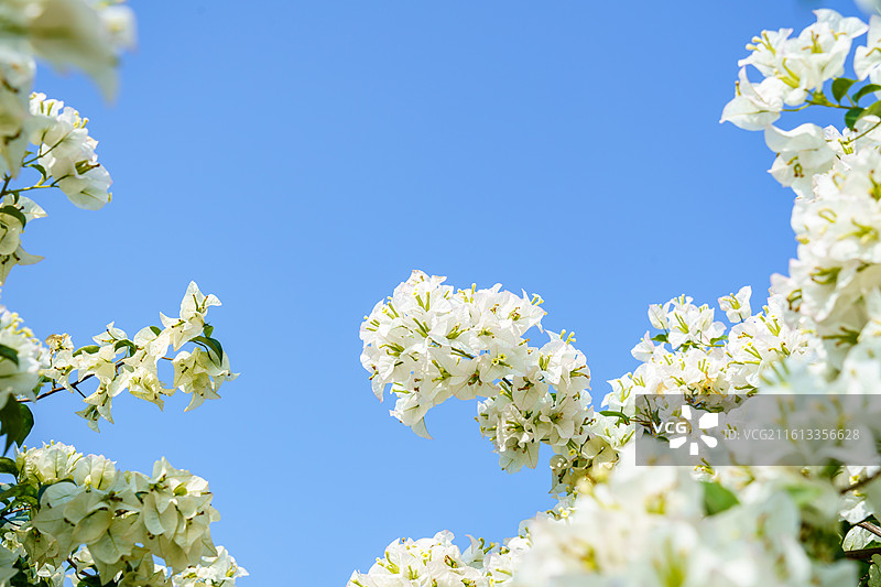纯白色三角梅图片素材