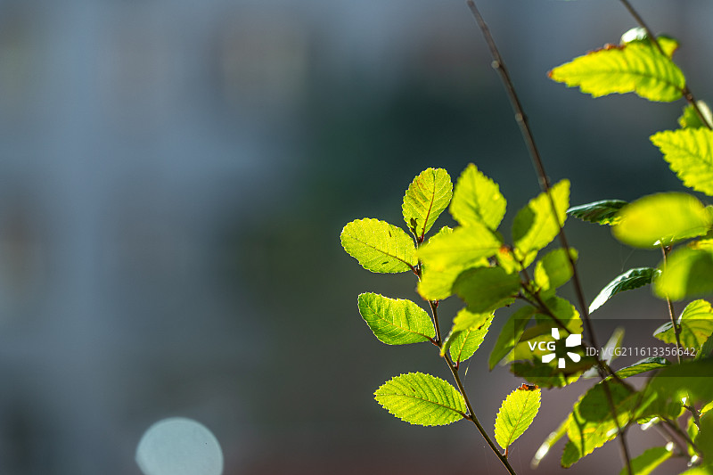 秋天 落叶 孤独 寂寞的情绪图片素材