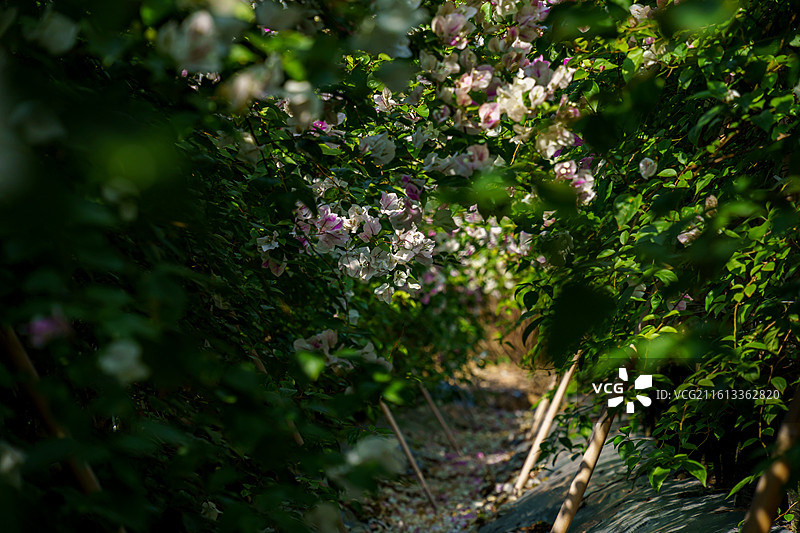 佛山南海官窑东风水库周边种植的多色三角梅图片素材