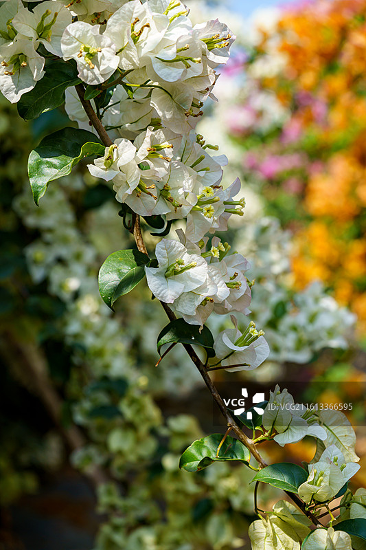 佛山南海官窑东风水库周边种植的多色三角梅图片素材