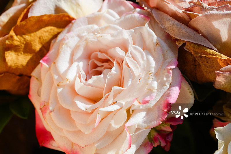 盛开的粉红玫瑰特写镜头图片素材