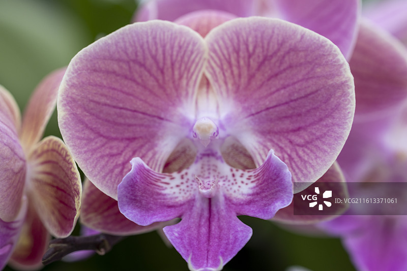 河北省石家庄市正定县福泽花卉博览园花卉蝴蝶兰摄影图片图片素材