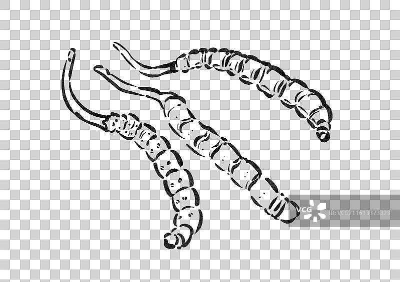 冬虫夏草草药中药药材中医健康养生手绘插画元素图片素材
