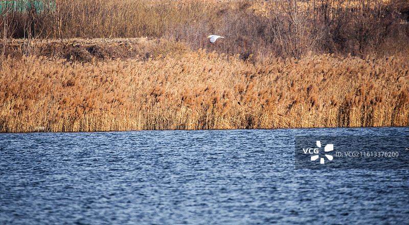 淄博文昌湖冬季风光图片素材