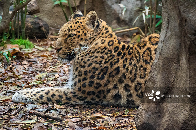 野生动物照片（）图片素材