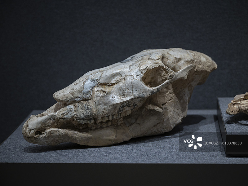 三趾马头骨，时代为中新世，产地甘肃省，收藏单位为内蒙古博物院图片素材