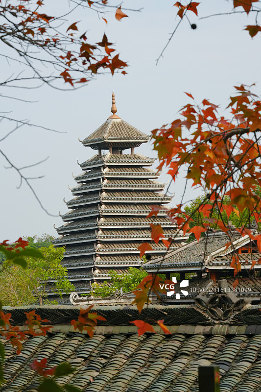 南宁市广西民族村枫叶红了图片素材