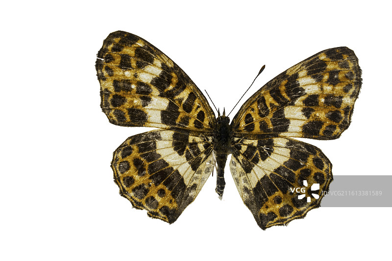 重庆蝴蝶标本图片素材