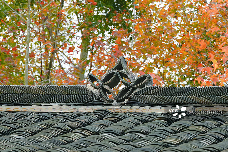 南宁市广西民族村枫叶红了图片素材