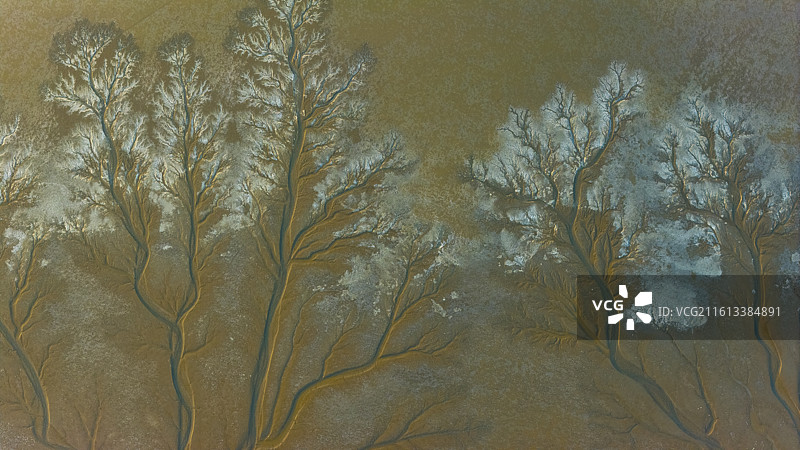 杭州钱塘区钱塘江大江东冬天冰封潮汐树图片素材