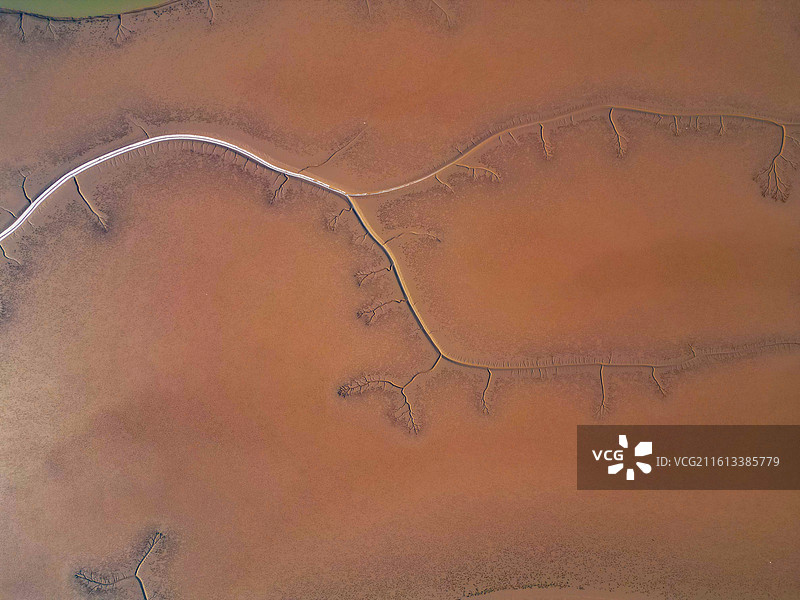 山东东营黄河入海口潮汐树图片素材