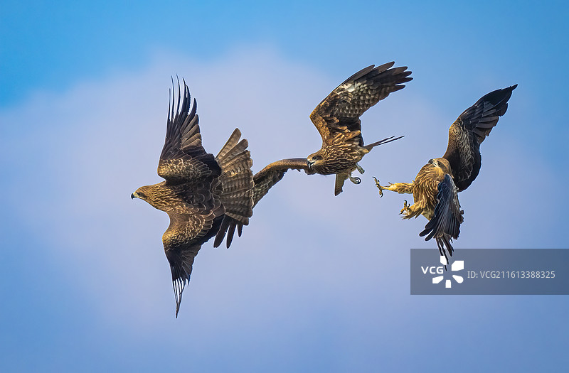 空中争斗的黑耳鸢图片素材