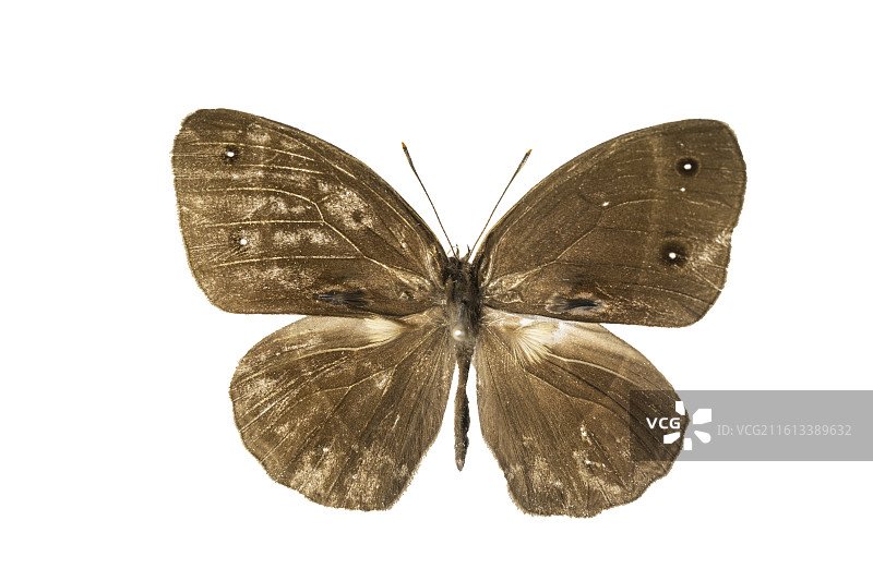 重庆蝴蝶标本图片素材