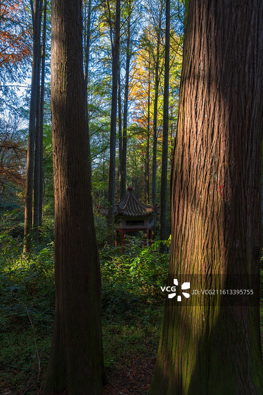 河南，信阳市，鸡公山国家级自然保护区，李家寨试验区，波尔登森林公园，北美落羽杉粗大树干与波尔登纪念亭图片素材