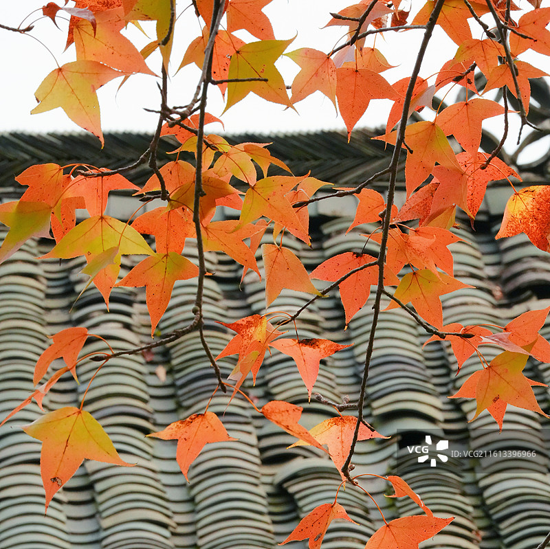 南宁市广西民族村枫叶红了图片素材