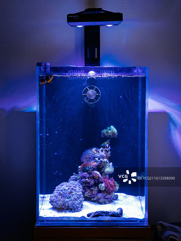 色彩斑斓的家庭海水鱼缸珊瑚礁生态系统图片素材