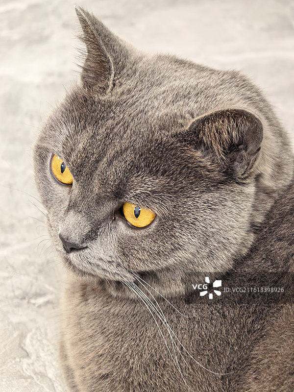 宠物猫特写图片素材