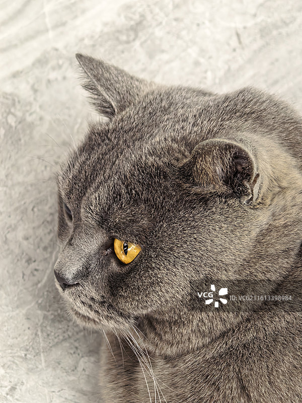 宠物猫特写图片素材