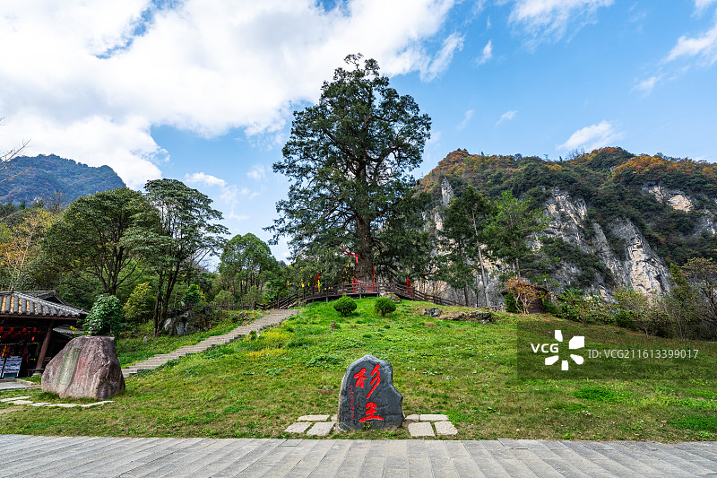 湖北神农架神农坛杉王图片素材