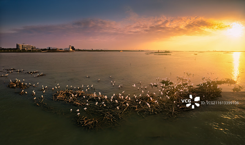 北海廉州湾：绯霞裹水汀，鹭羽卧残枝图片素材