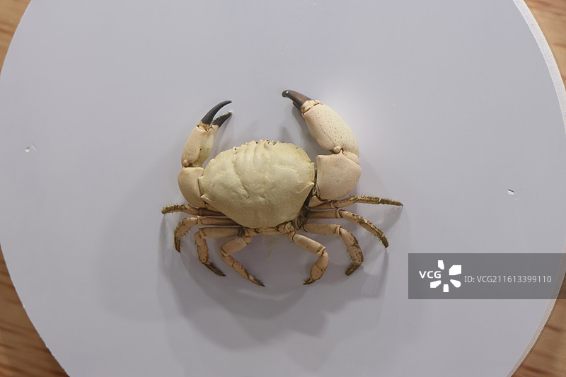 宁波周尧昆虫博物馆图片素材