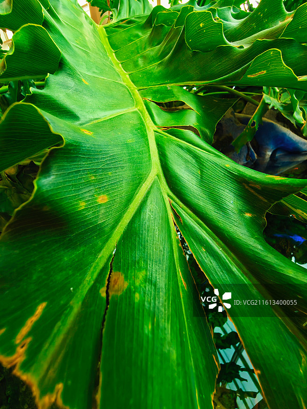 自然的巨型画布：超大心形叶纹理清晰，黄绿渐变，每道脉络都藏着生机图片素材