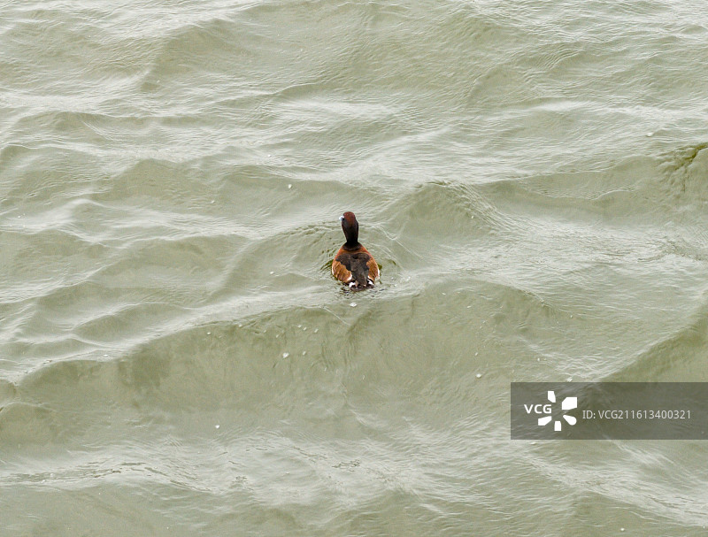 青头潜鸭图片素材