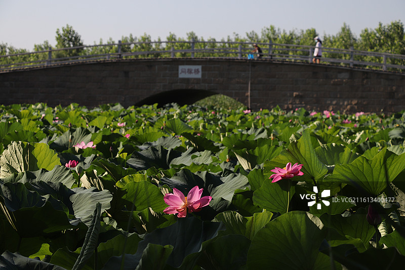 杨凌渭河湿地公园问稼桥下的荷花盛开了图片素材