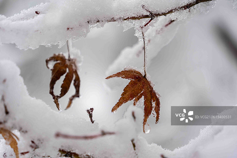 湖北咸丰坪坝营景区雪中小景图片素材