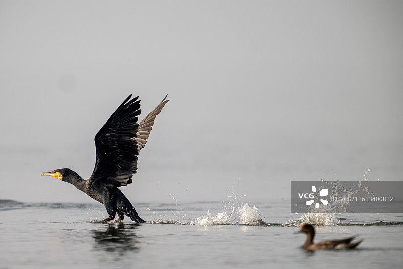 栖息在水域中的鸬鹚图片素材