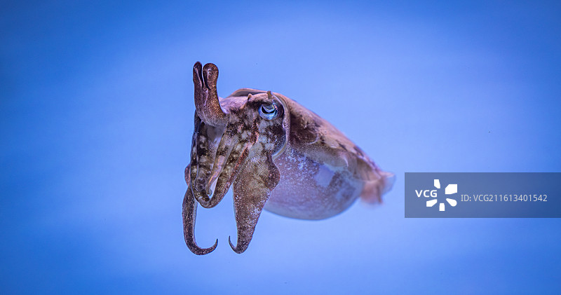 新加坡水族馆乌贼特写，蓝色水体中身姿优雅，触手舒展展现深海生物神秘之美与生命灵动。图片素材