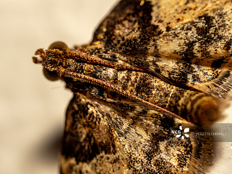 尘夜蛾，鳞翅目夜蛾科尘夜蛾属图片素材