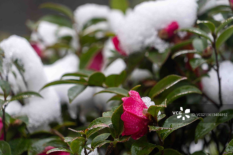 湖北咸丰坪坝营景区雪中小景图片素材