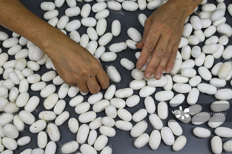 挑选蚕茧的双手图片素材