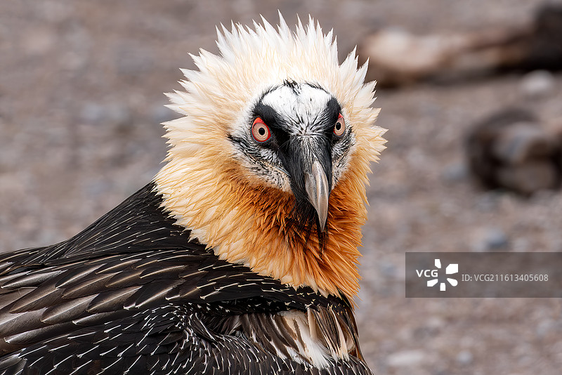 可可西里野生动物 胡兀鹫图片素材