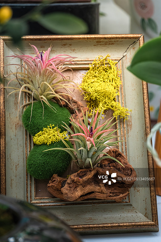 花卉画框 植物摆件 空气凤梨‌画框 桌面微景观 花卉相框 创意场景装饰物图片素材