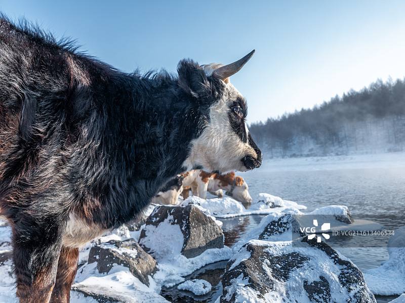 冬季阿尔山不冻河里喝水的牛，冬季阿尔山雾凇雪景图片素材