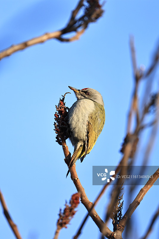 遇到一只不怕人的灰头绿啄木鸟图片素材