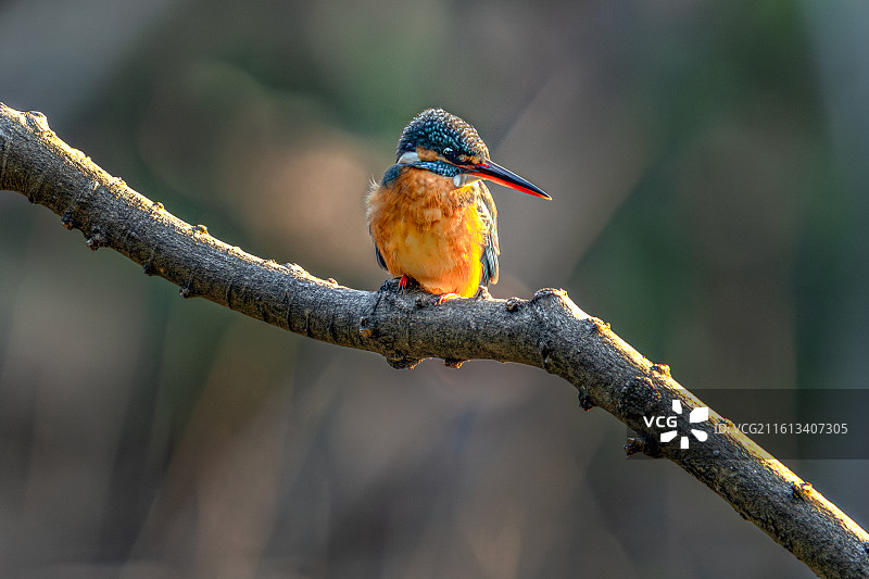 小翠鸟图片素材