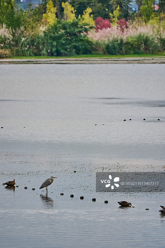 四川成都兴隆湖湿地公园秋季风光与水鸟图片素材