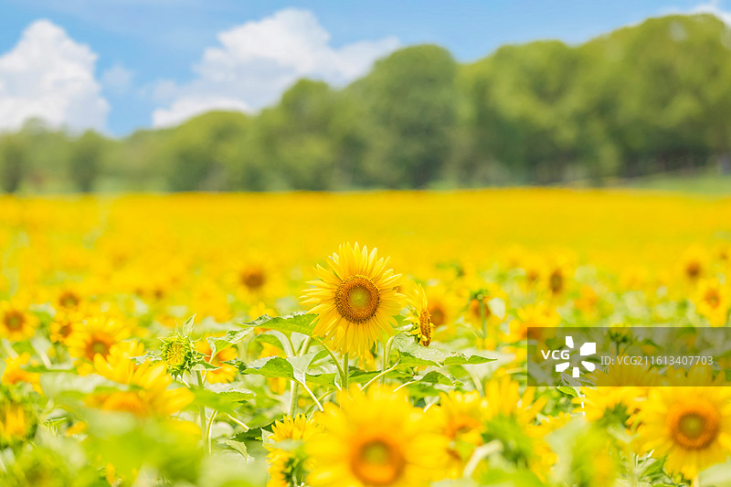 向日葵花海 宫崎骏的夏天图片素材