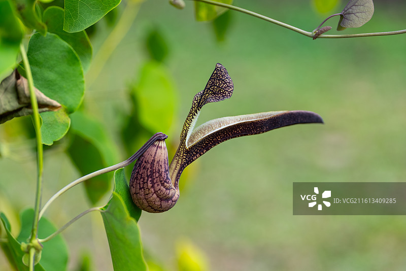 锦鸡马兜铃图片素材