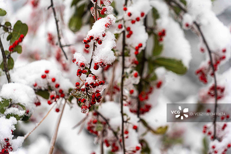 湖北咸丰坪坝营森林公园里的雪中火棘图片素材