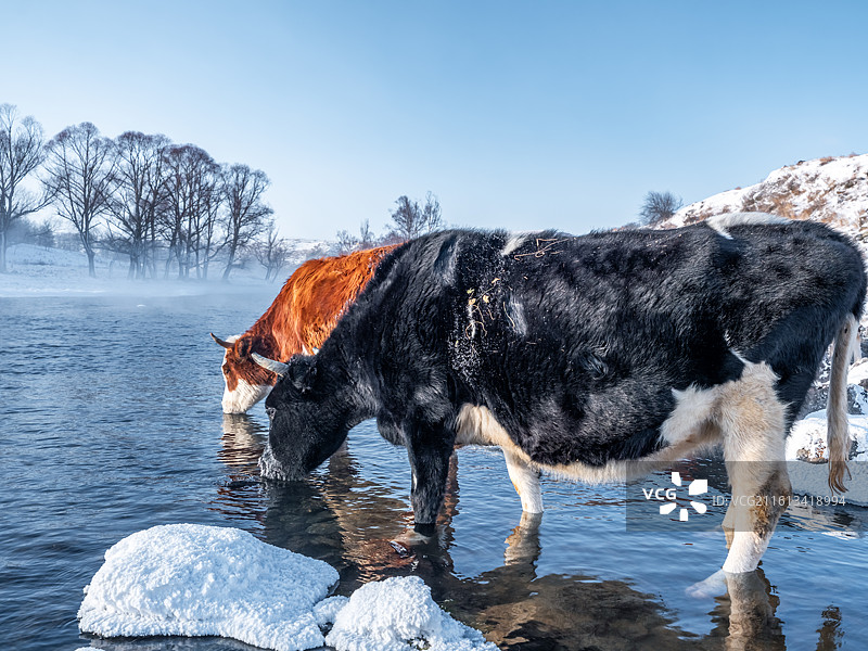冬季阿尔山不冻河里喝水的牛，冬季阿尔山雾凇雪景图片素材