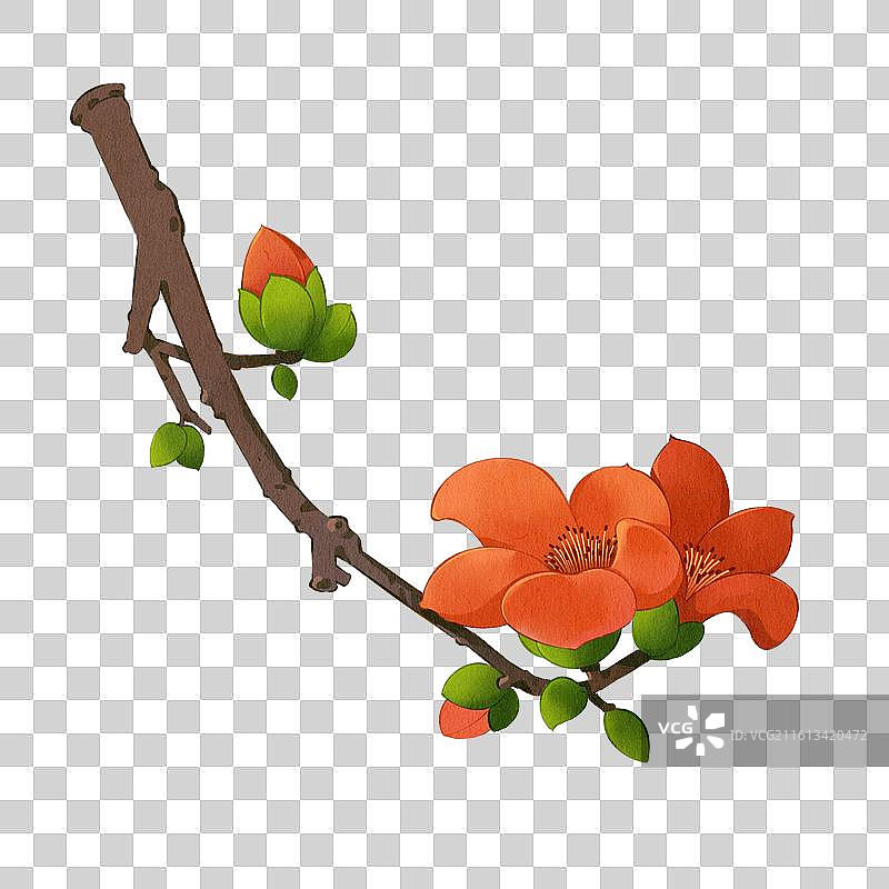 木棉药材插画图片素材