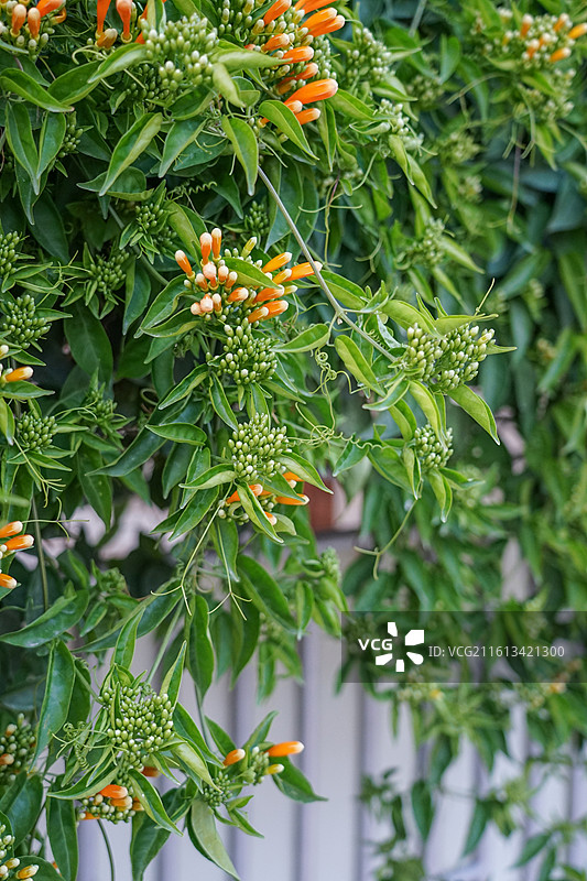 橙色花朵与绿叶植物图片素材