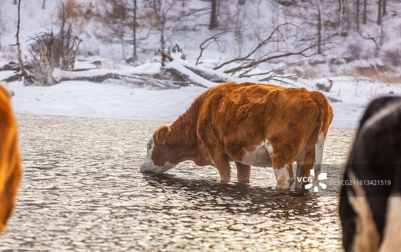 冬季阿尔山不冻河里喝水的牛，冬季阿尔山雾凇雪景图片素材