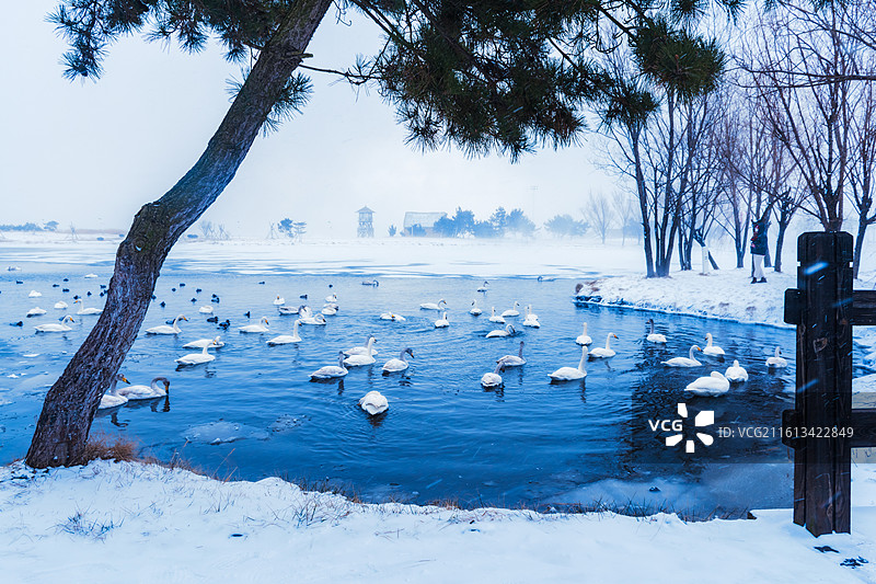 山东威海荣成冬季里天鹅湖里的天鹅雪景图片素材